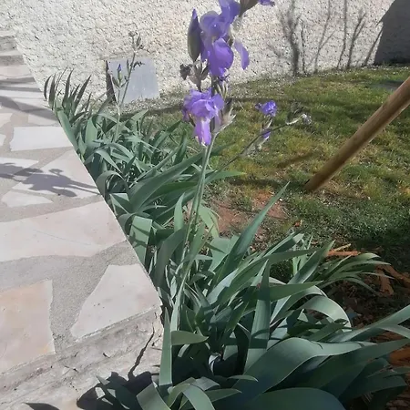 Les Iris Laroque 34 *
